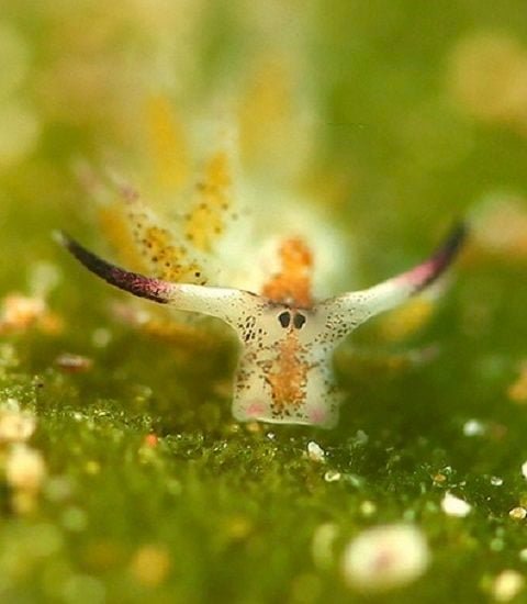 Outra curiosidade é que essas lesmas são hermafroditas — ou seja, possuem órgãos reprodutores masculinos e femininos — e podem gerar até 4 mil filhotes por reprodução!