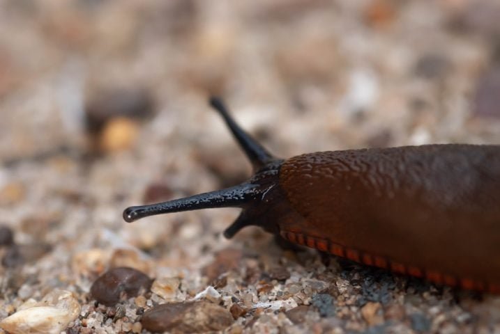 Algumas espécies produzem muco com propriedades químicas que repelem inimigos.