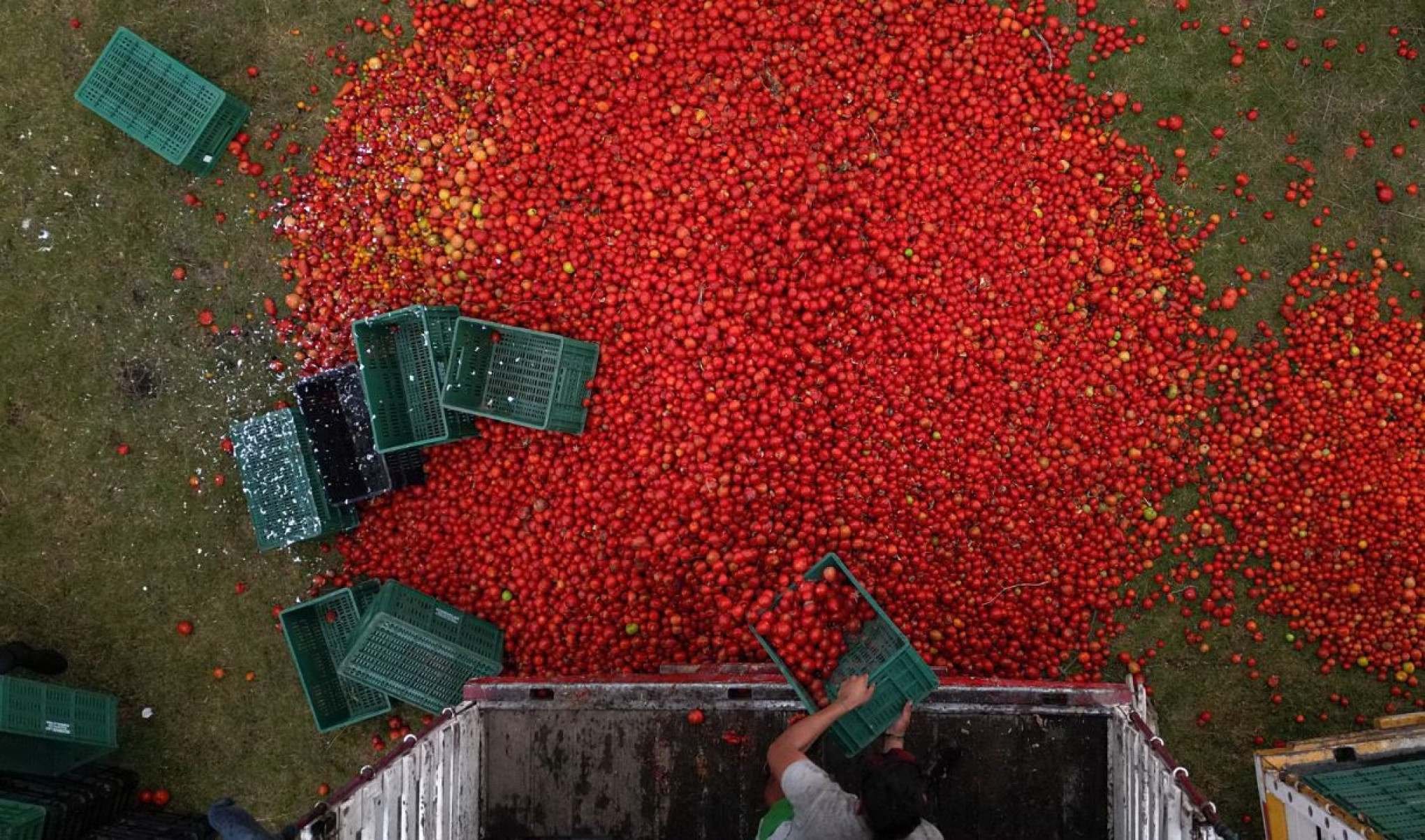 Os tomates utilizados na Gran Tomatina são considerados impróprios para consumo ou excessivamente maduros