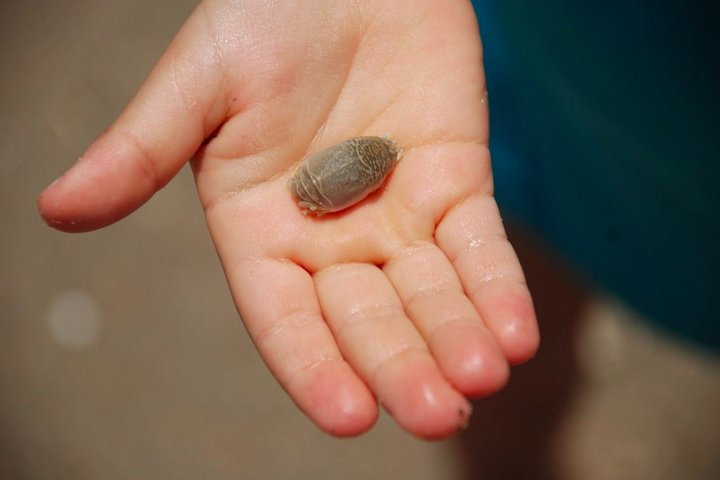 Essa característica os torna extremamente vulneráveis à poluição, já que rios e canais que deságuam nas praias carregam contaminantes que intoxicam e elevam a mortalidade desses crustáceos.