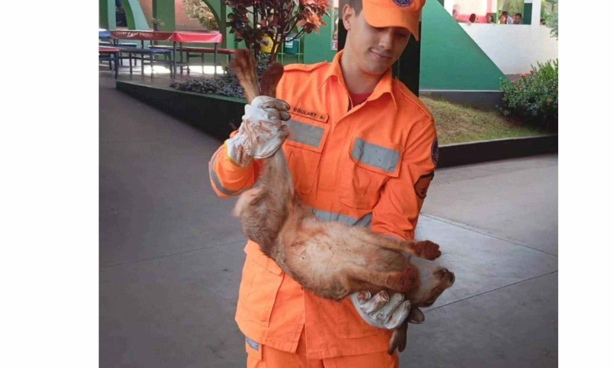 Lebre de grande porte é resgatada em escola de MG -  (crédito: Corpo de Boimbeiros de Frutal/DivulgaÃ§Ã£o)