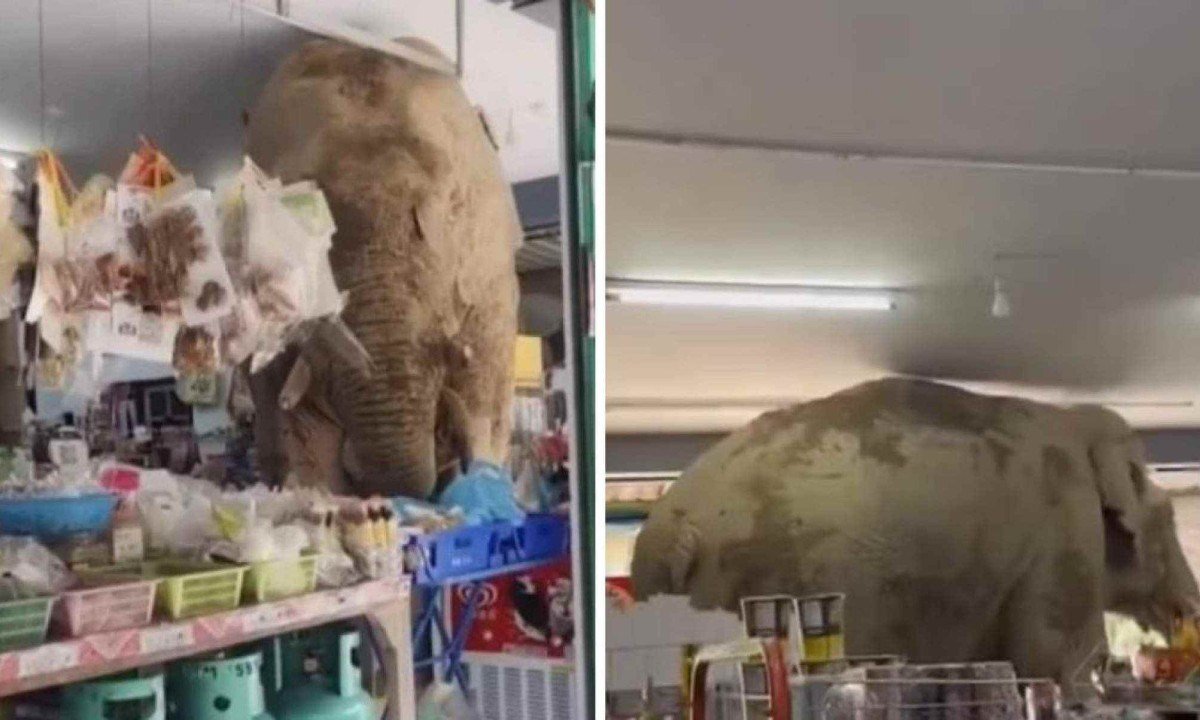 Elefante invade loja na Tailândia -  (crédito: Reprodução)