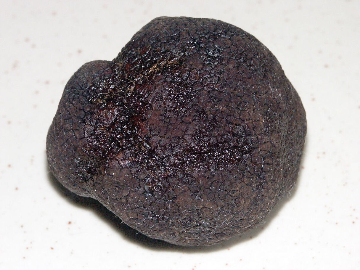 Controvérsias à parte, o fato é que ambos os chefs teriam notado a semelhança física daquela invenção com o raro (e valioso) fungo encontrado em regiões como Périgord.