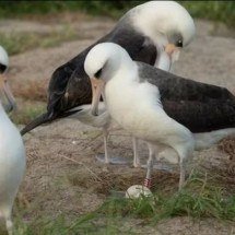 Albatroz "vovó" causa surpresa ao botar ovo aos 74 anos - Divulgação 