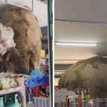 Elefante invade loja de conveniência, faz lanchinho e assusta comerciantes - Reprodução