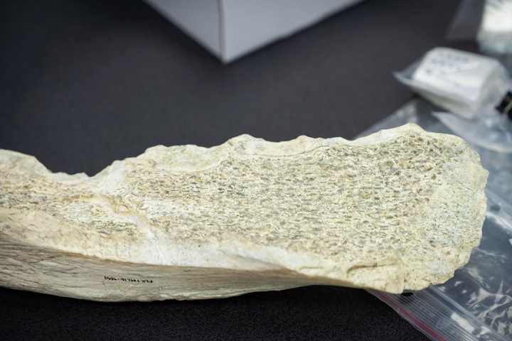 Os artefatos encontrados foram lapidados a partir de ossos de grandes mamíferos, como elefantes, hipopótamos e bovinos.