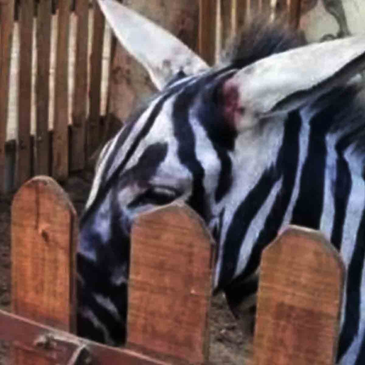 E pra não dizer que farsas só acontecem na China, houve um caso, em 2018, que ocorreu no Egito e  repercutiu bastante. Um zoológico foi acusado de tingir burros com listras pretas para simular zebras.