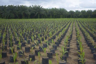 Grupo BBF fortalece a economia circular na Amazônia