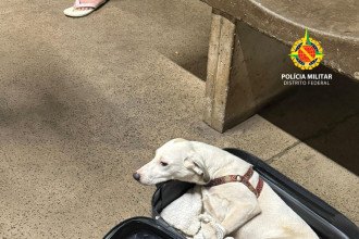 Casal é preso por levar cachorros dentro de mala em viagem interestadual
