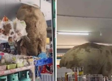 Elefante invade loja na Tailândia -  (crédito: Reprodução)