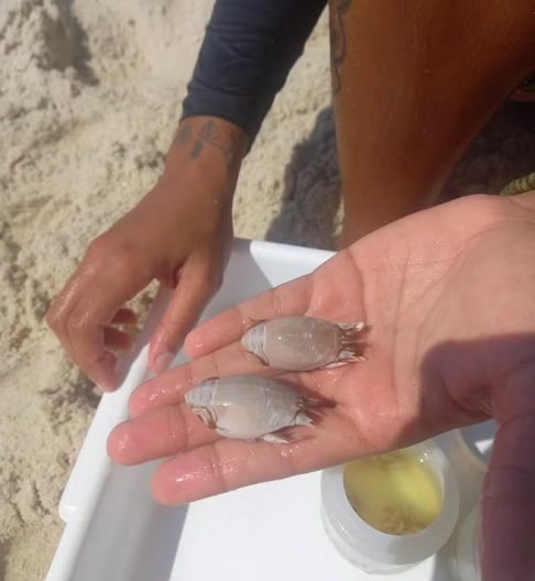 A pesquisa sugere que certas praias atuam como "fontes", onde esses crustáceos se reproduzem e liberam larvas no mar, enquanto outras funcionam como "sumidouros", incapazes de sustentar seu desenvolvimento.