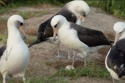 Uma albatroz da espécie Laysan de 74 anos chamado Wisdom surpreendeu ao botar um ovo no Refúgio Nacional de Vida Selvagem Atol de Midway, no Havaí. -  (crédito: Divulgação )