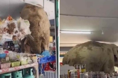 Elefante invade loja na Tailândia -  (crédito: Reprodução)