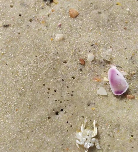 "O que acontece? O tatuí não chega na praia? O tatuí chega mas não sobrevive? São os pormenores que a gente precisa olhar, para cada uma das espécies ou para cada uma das localidades, para tentar destrinchar melhor", ressaltou a pesquisadora.

