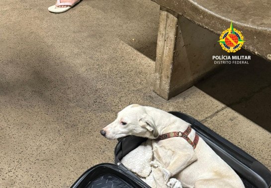 Casal é preso por levar cachorros dentro de mala em viagem interestadual