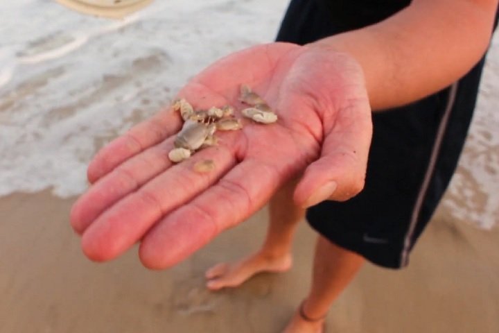 "As fêmeas colocam ovos, esses ovos levam entre 10 e 19 dias em desenvolvimento. Depois, eles eclodem na água e liberam larvas. Essas larvas vão para o ambiente marinho, passam entre 2 e 4 meses se desenvolvendo, em diversos estágios larvais, até que eles retornam para a praia", explicou Rayane.

