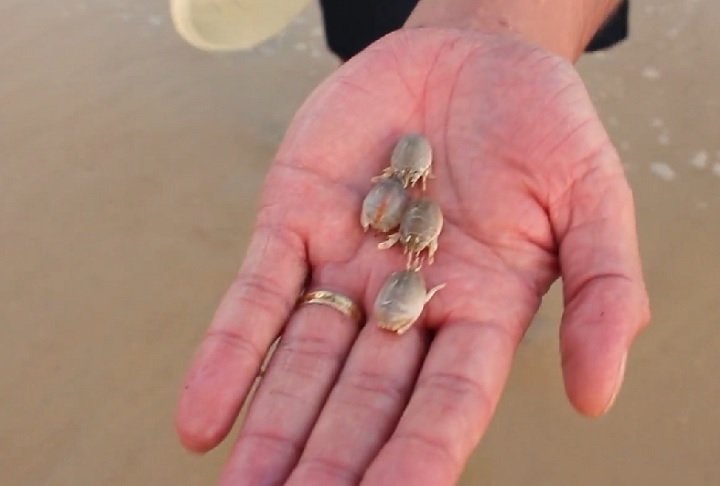 "Um ponto que ainda está em aberto na minha pesquisa é se elas chegam na mesma praia de origem ou em praias diferentes. Eu estou tentando encontrar essa resposta a partir de marcadores genéticos", acrescentou.