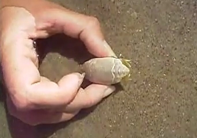 Assim, o estudo revela que o declínio desses animais resulta tanto de fatores naturais, como a alta mortalidade durante o ciclo de vida, quanto da interferência humana.