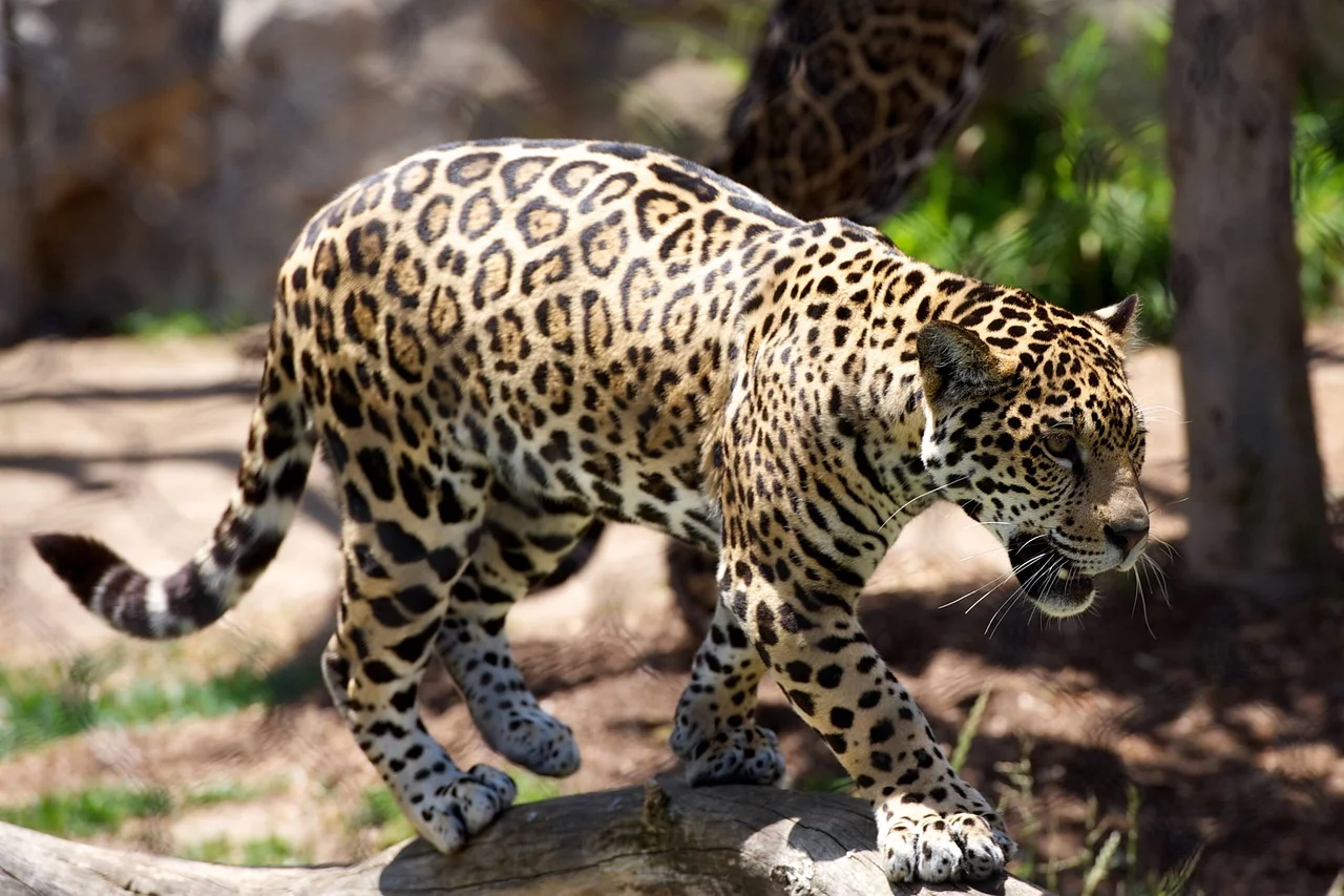 Esses felinos majestosos e extremamente ágeis foram dizimados de pelo menos dois terços de seu habitat histórico na África e impressionantes 84% ??de seu antigo alcance na Eurásia.
