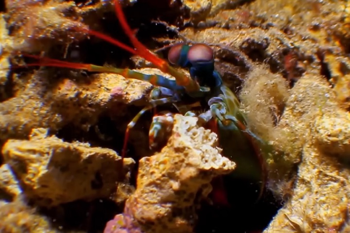 Os resultados mostraram que a camada externa da pata possui fibras semelhantes a espinhas de peixe, que resistem aos golpes, enquanto a estrutura interna absorve as ondas de choque, protegendo os membros da lagosta de sofrerem danos.