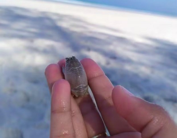 Pesquisadores da Universidade do Estado do Rio de Janeiro (Uerj), Unirio e Fiocruz, com apoio da Fundação de Amparo à Pesquisa do Estado do Rio de Janeiro (Faperj), investigam as causas do declínio desses crustáceos, que em alguns locais já não são mais encontrados.