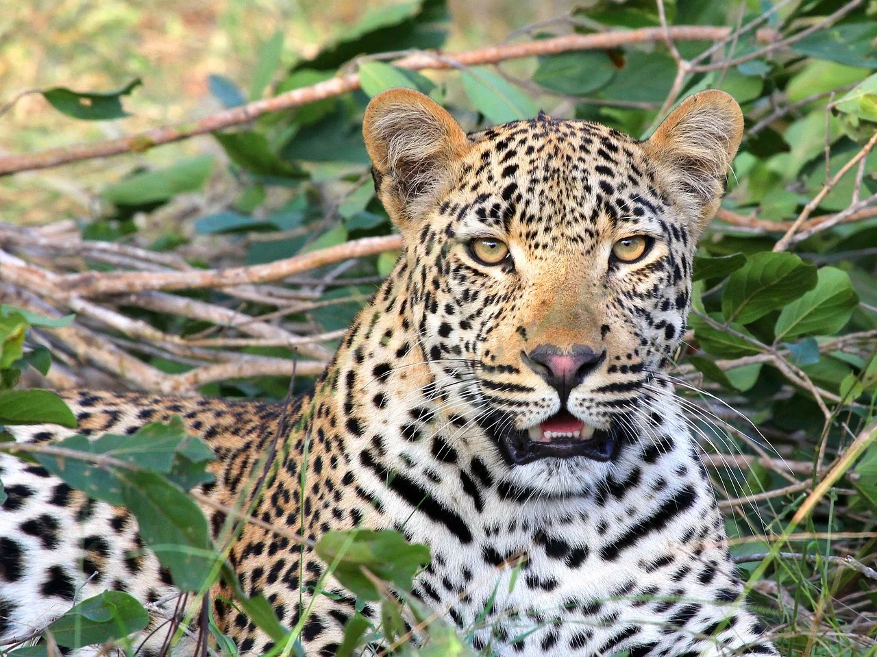 De acordo com a Panthera, o aumento no número de leopardos em Kafue vem de uma série de pesquisas. Entre eles, o monitoramento com armadilhas fotográficas, patrulhamento anti-caça furtiva e marcação de abutres-de-dorso-branco com GPS.