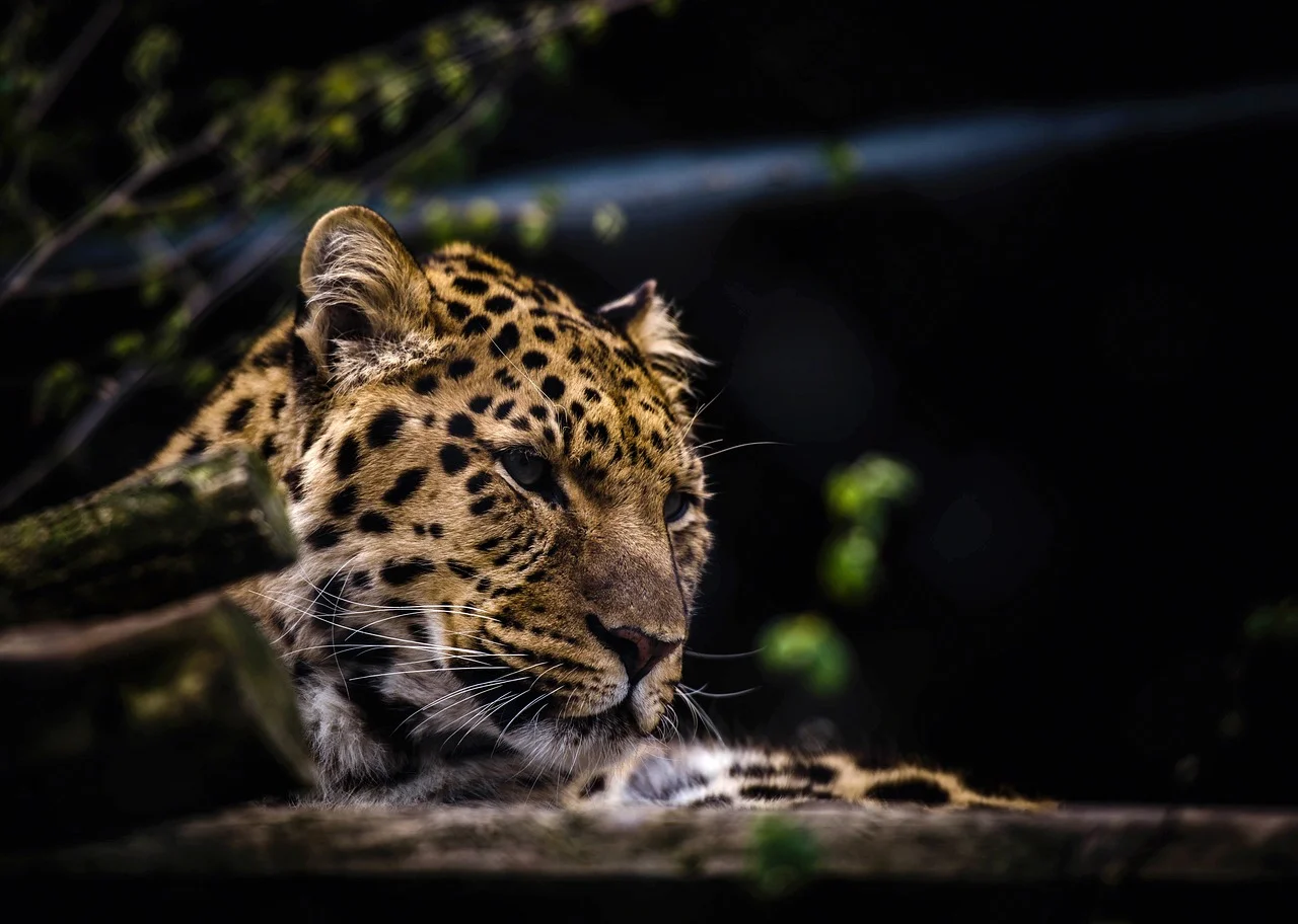 O leopardo foi extinto em 13 países onde costumava ser encontrado e pode desaparecer em mais sete. Apesar de sua imponência e força, estão ameaçados, seja devido à perda de habitat, ou então, a caça ilegal.