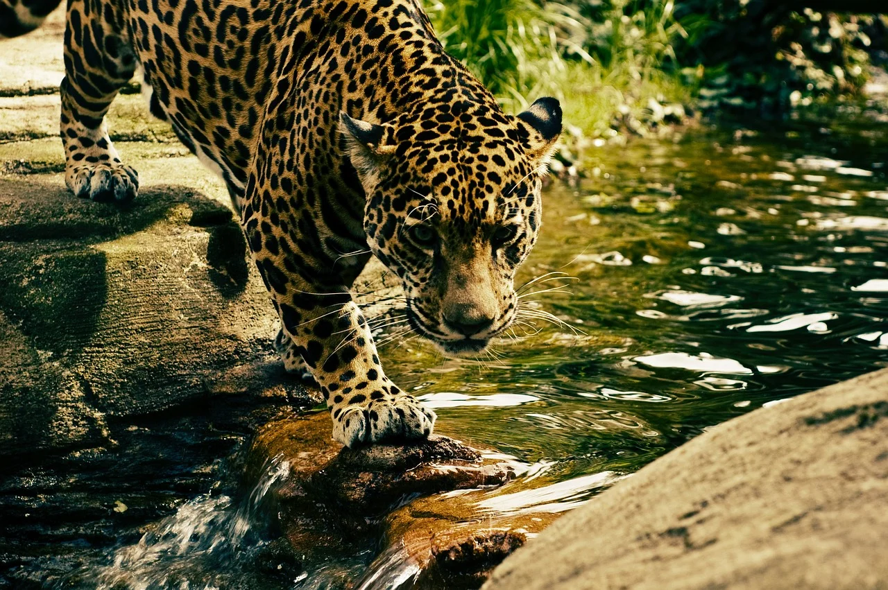 Diferente de outras espécies, o leopardo tem hábitos noturnos e costuma caçar mais de 100 animais diferentes, como impalas e antílopes. Ágil, utiliza-se de sua mordida para sufocar a presa e depois levá-la para árvores, as mantendo longe de leões e hienas.