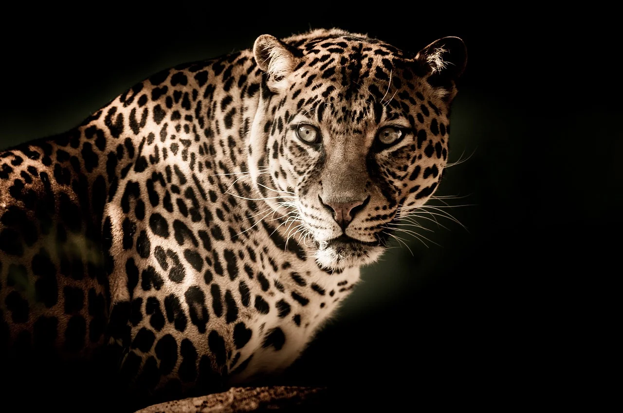 O leopardo possui de 1,30 m a 1,67 m de comprimento e entre 60â??70Â cm de altura na cernelha. O mais pesado encontrado possuÃ­a 96,5Â kg, enquanto as fÃªmeas sÃ£o menores e tÃªm cerca de dois terÃ§os do tamanho. Eles sÃ£o menores que aÂ onÃ§a pintada e mais Ã¡geis.