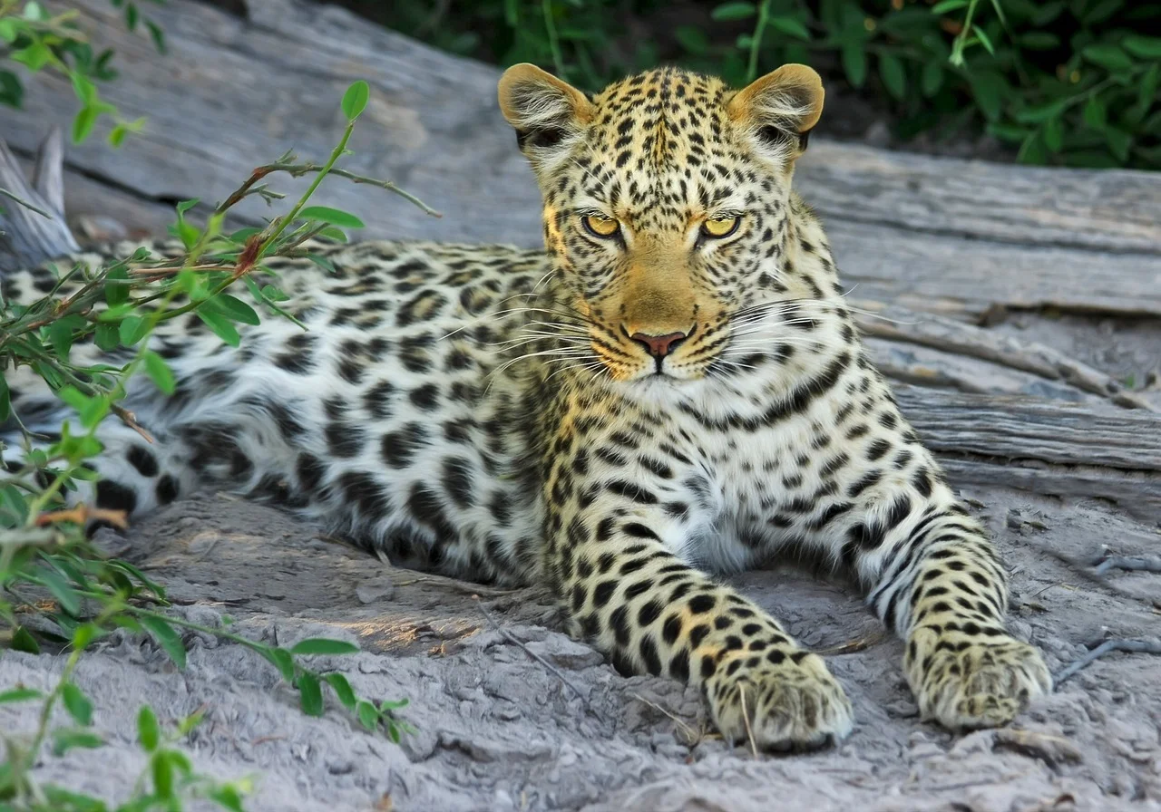 O Parque Nacional de Kafue está localizado dentro do Ecossistema do Grande Kafue, uma parte da Reserva de Conservação Transfronteiriça Kavango Zambezi. São 520 mil km2 e cinco países (Angola, Botsuana, Namíbia, Zâmbia e Zimbábue).