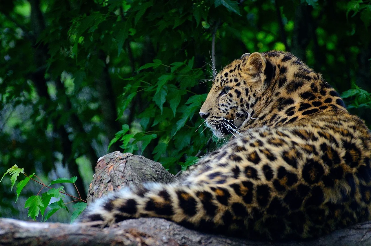 Os leopardos vivem somente na África e na Ásia, enquanto as onças-pintadas (Panthera onca) são observadas apenas nas Américas. O primeiro é coberto por manchas e rosetas mais sólidas, já as onças ostentam rosetas em blocos com manchas internas distintas.