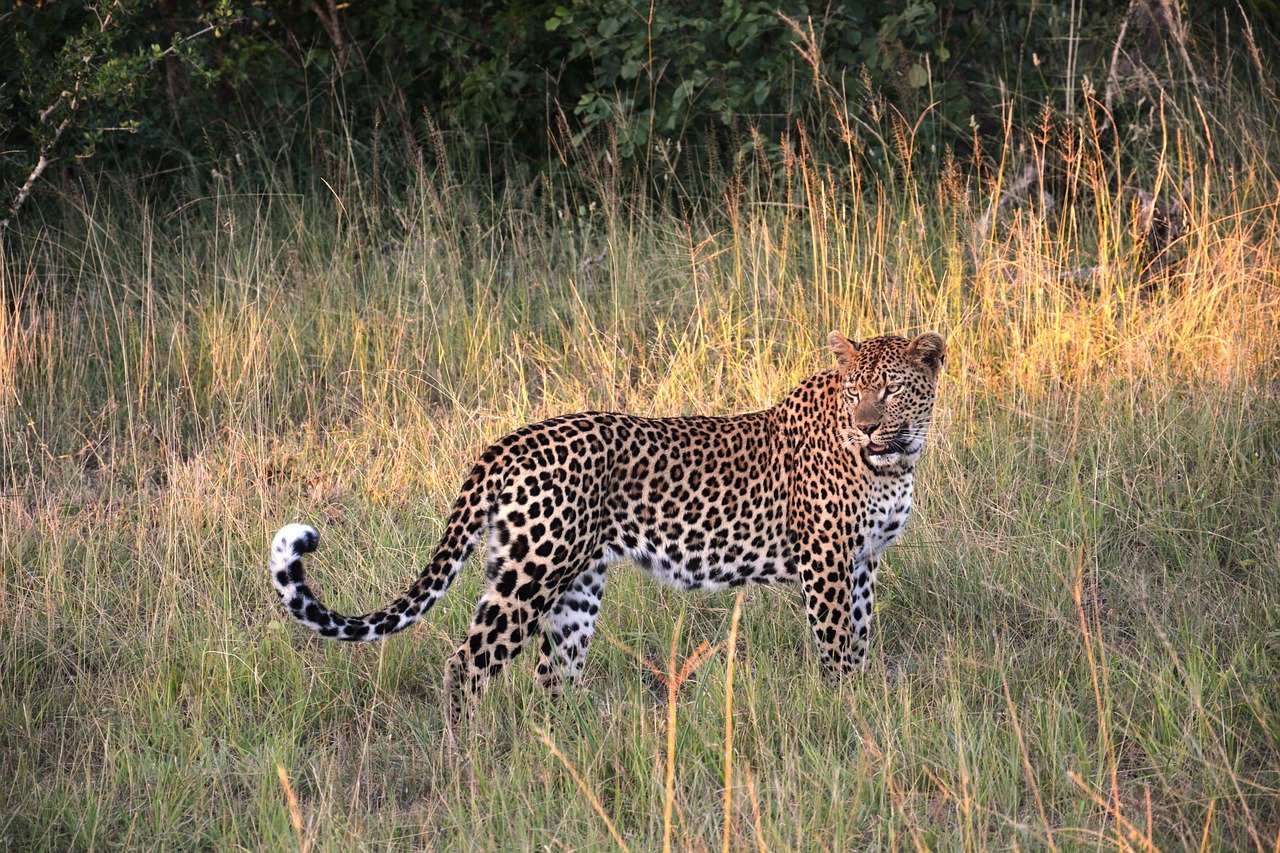 Vale destacar que seu tamanho varia geograficamente, sendo os leopardos de savana e floresta maiores que os das montanhas e desertos.