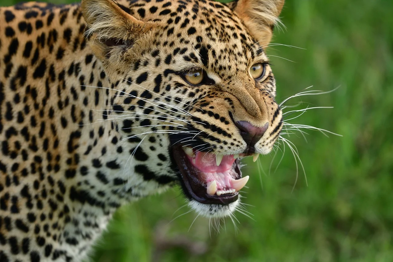Este animal usa a sua imensa forÃ§a e transporta a sua presa para cima de uma Ã¡rvore. Um leopardo consegue carregar animais seis vezes mais pesados que ele mesmo.