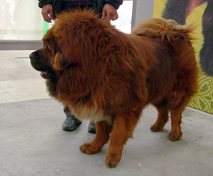 Não é a primeira vez que um zoológico chinês faz esse tipo de coisa. Em 2013, um zoológico da cidade de Luohe, na província central de Henan, foi alvo de denúncias por disfarçar cachorros da raça mastins tibetanos de leões africanos.