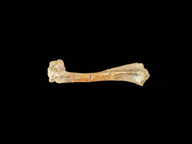 Os ossos são estruturas rígidas que compõem o esqueleto dos vertebrados, incluindo os seres humanos.