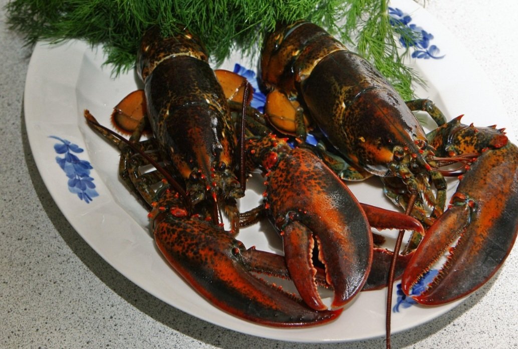 Estes crustÃ¡ceos podem atingir um peso superior a 1 kg e tÃªm uma grande importÃ¢ncia econÃŽmica, uma vez que sÃ£o considerados alimentos de luxo, refinados.
