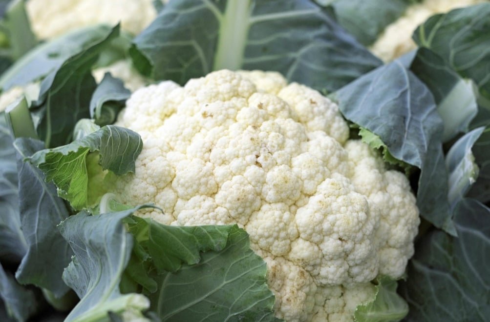 A maioria das variedades de Brassica oleracea prospera em climas amenos a frios e toleram geadas. As plantas, por sua vez, preferem um solo bem drenado e fértil, rico em matéria orgânica. 