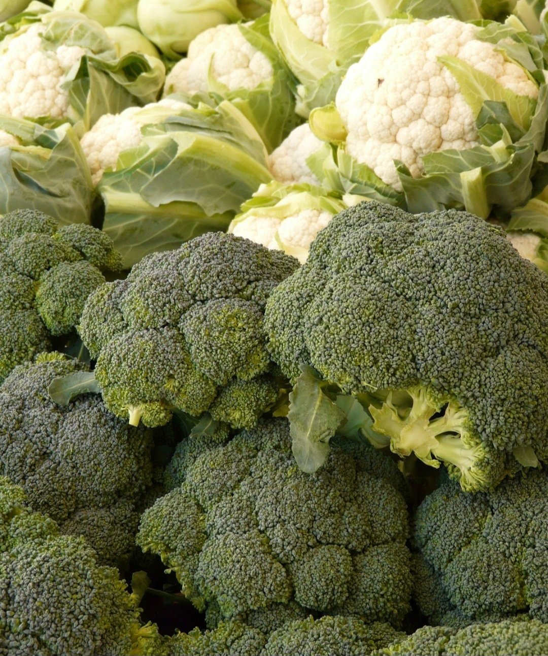 A principal diferença entre couve-flor e brócolis reside na sua estrutura e aparência. A primeira possui folhas grandes e verdes, enquanto o segundo tem flores compactas e verdes, fixadas a um caule. Eles são da mesma família, a Brassicaceae, e ricos em nutrientes. 