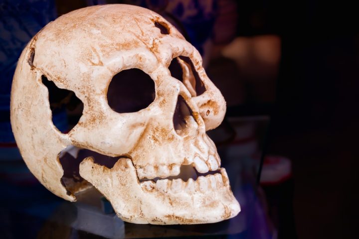 Além disso, os ossos contêm células especializadas, como osteoblastos (que produzem osso novo), osteoclastos (que reabsorvem osso) e osteócitos (que mantêm a estrutura óssea).