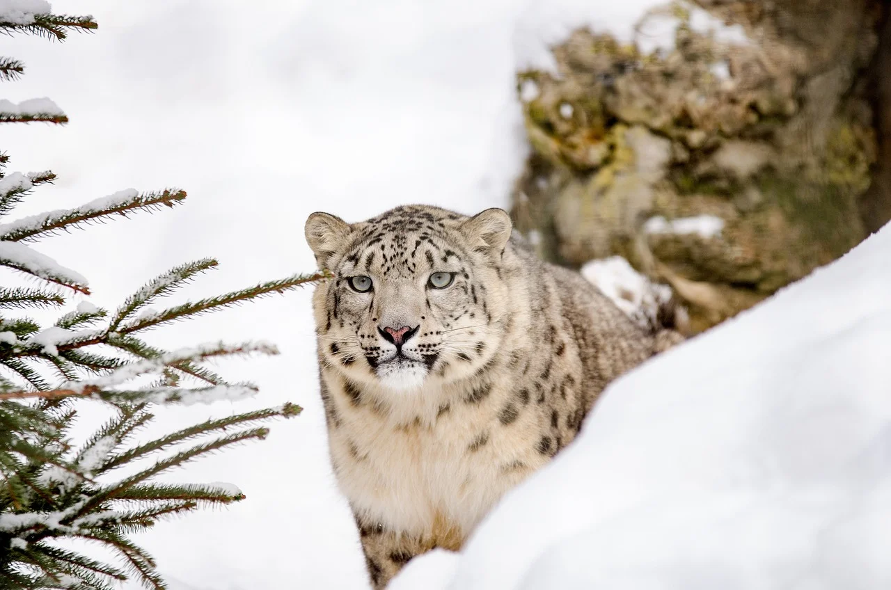 O animal possui várias subespécies e as duas mais conhecidas são? Leopardo-africano e leopardo-indiano. Um estudo mais recente considerando análises mitocondriais, aponta a existência de 9 subespécies válidas. 