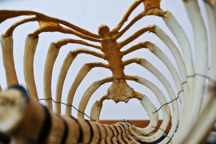 Eles desempenham funções essenciais, como sustentação do corpo, proteção de órgãos vitais (como o cérebro, coração e pulmões), armazenamento de minerais (cálcio e fósforo) e produção de células sanguíneas (na medula óssea).