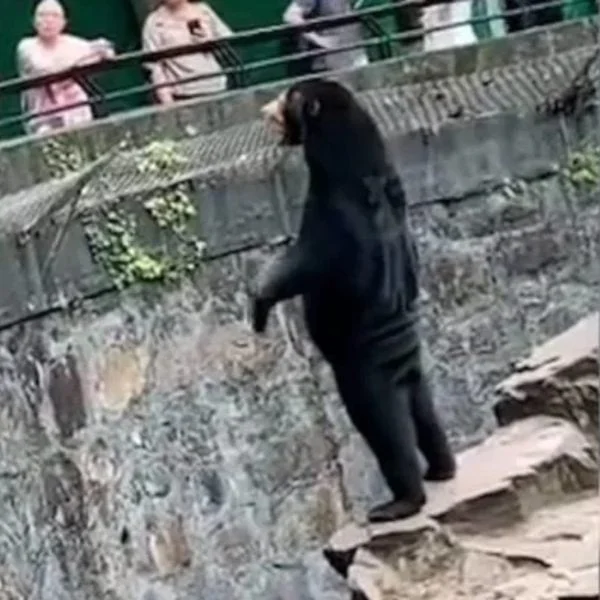 Trata-se de um urso que aparece totalmente de pé e acena com trejeitos similares aos de um ser humano. Também despertaram curiosidade as pernas finas e a compleição magra do urso se comparadas às proporções normalmente associadas a esse tipo de animal.