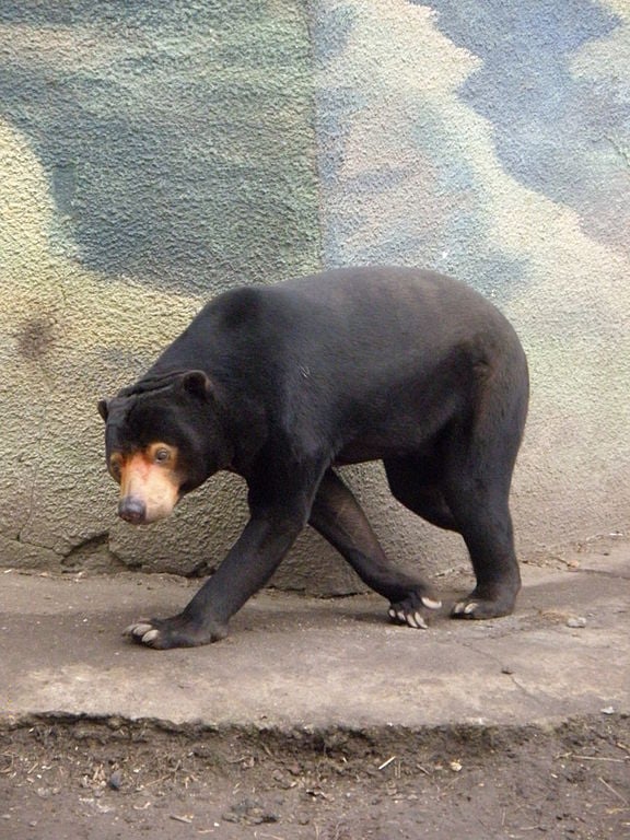 A conta oficial do governo local explicou tratar-se de um urso-malaio, "o menor tipo de urso de todos os tempos".