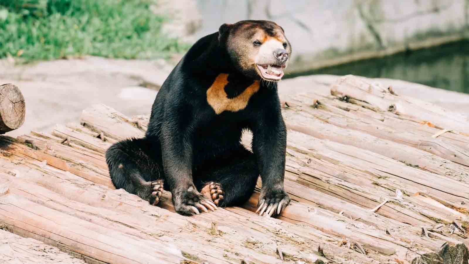 Espirituosamente, o zoológico fez outra postagem em nome do urso: "Algumas pessoas pensam que eu pareço um humano. Mas vocês entenderam errado".