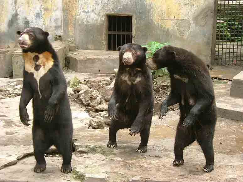 Essas singularidades fizeram vários internautas questionarem a "autenticidade" do urso.  As postagens sugeriam que pudesse ser na verdade um homem fantasiado. 