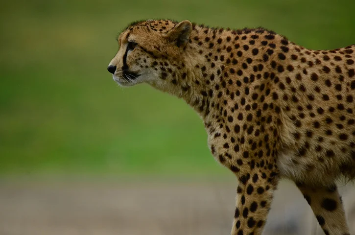 Os leopardos são também vistos como troféus, sendo frequentemente capturados por caçadores ilegais. Muitos caçadores alimentam o comércio ilegal de peles desses animais.