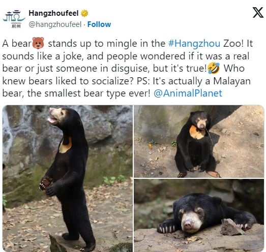 "Um urso se levanta para se misturar aos visitantes no zoológico de Hangzhou! Parece brincadeira, e as pessoas se perguntam se é um urso de verdade ou apenas alguém disfarçado, mas é verdade! Quem diria que ursos gostam de socializar?", diz a mensagem.