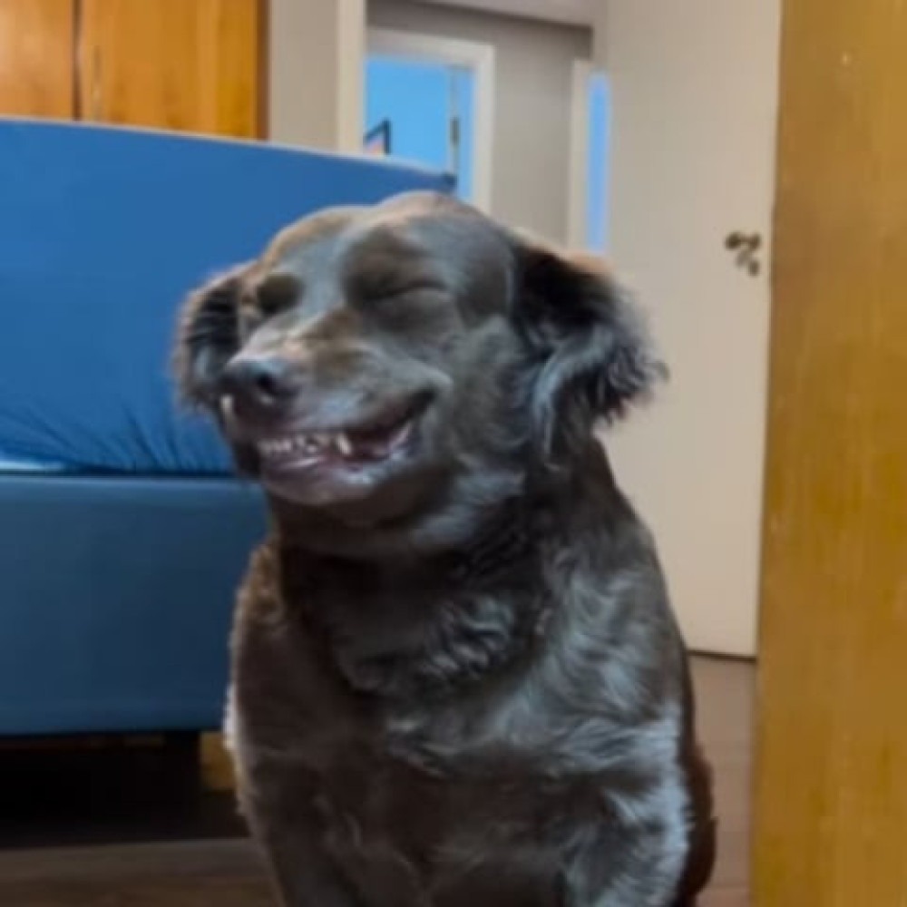Cachorro ri? Tutora mostra cadela "rindo" e viraliza; relembre - Reprodução redes sociais 