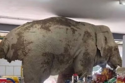 Um elefante escapou do Parque Nacional Khao Yai, na Tailândia, e invadiu um mercado em Moo Si, nas proximidades da reserva, no dia 1/6.  -  (crédito: Reprodução Facebook )