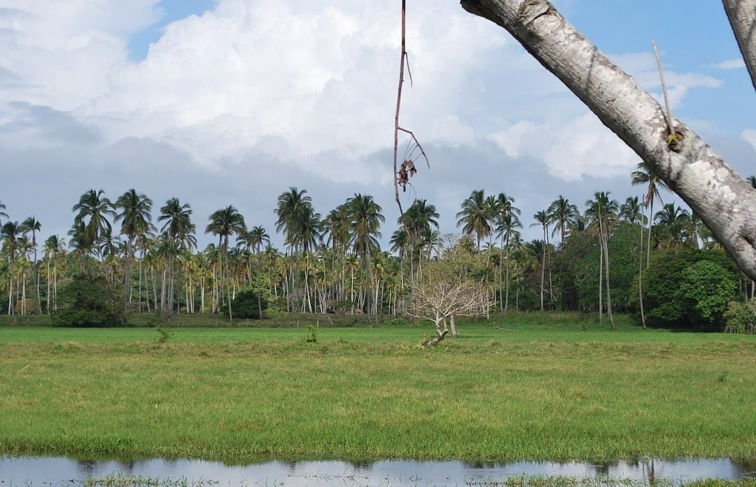 TambÃ©m hÃ¡ um clima monÃ§ÃŽnico, com  inverno extremamente seco e verÃ£o muito chuvoso. Ã? o clima da regiÃ£o de Chontalpa, que fica no estado de Tabasco e abrange quatro cidades: Huimanguillo, CÃ¡rdenas, Comalcalco e ParaÃ­so,